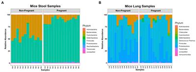 Gut and lung microbiome profiles in pregnant mice